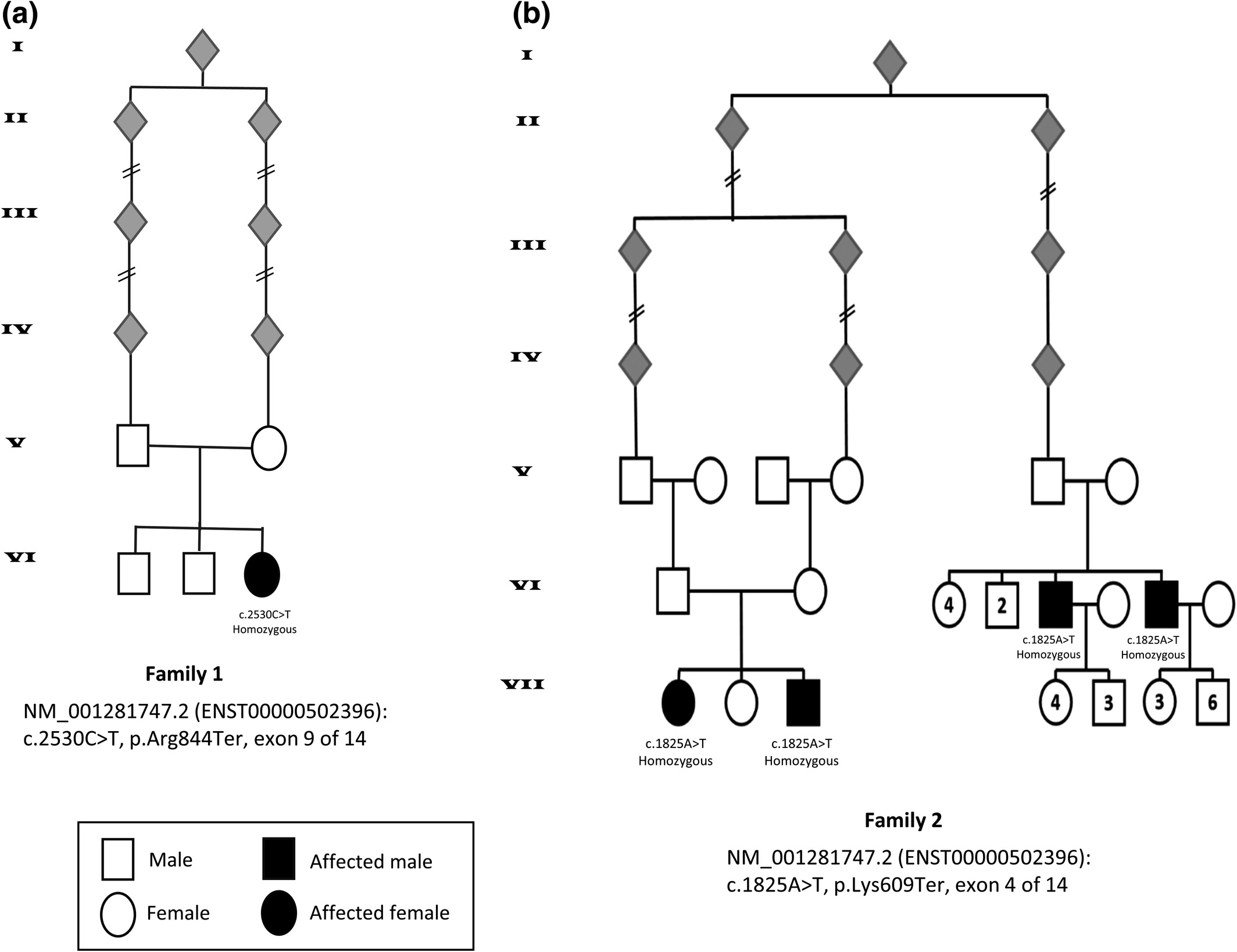 Biallelic truncating variants in the muscular A-typelamin-interacting protein (MLIP) gene cause myopathy withhyperCKemia